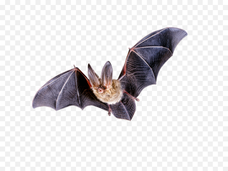 Bats Transparent Png Images - United States Department Of Homeland Security,Bats Png
