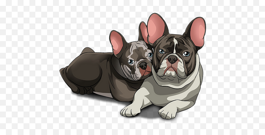 About Frenchies Gmsfrenchies - French Bulldog Png,French Bulldog Png