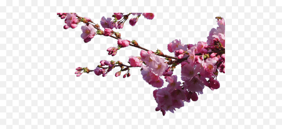 Sakura - Cherry Blossom Branch Png,Cherry Blossom Branch Png