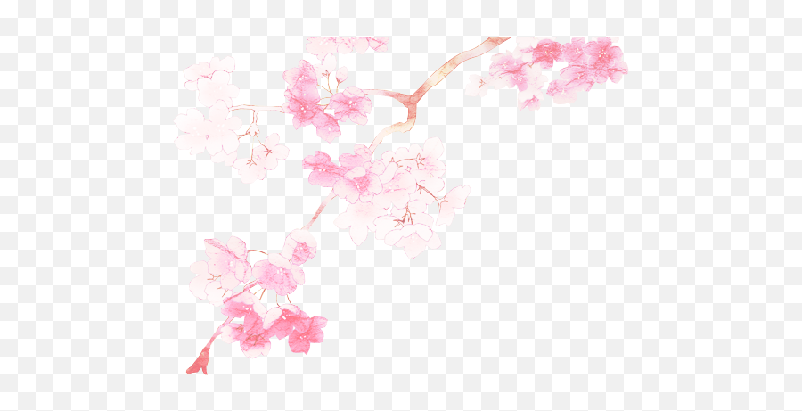 Transparent Cherry Blossoms - Cherry Blossom Png,Cherry Blossoms Transparent