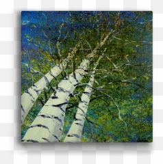 Skyward Aspen Trees Box Art - Vertical Png,Aspen Tree Png