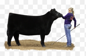 Cow Icon Png - Fill Out This Form To Receive More Show Cattle