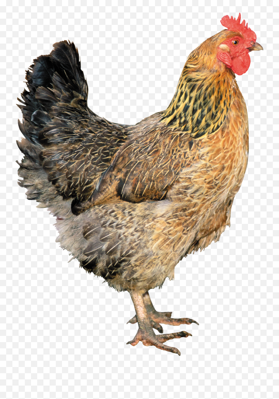 Download Gallo Gallina Animales - Chicken Png,Chicken Png