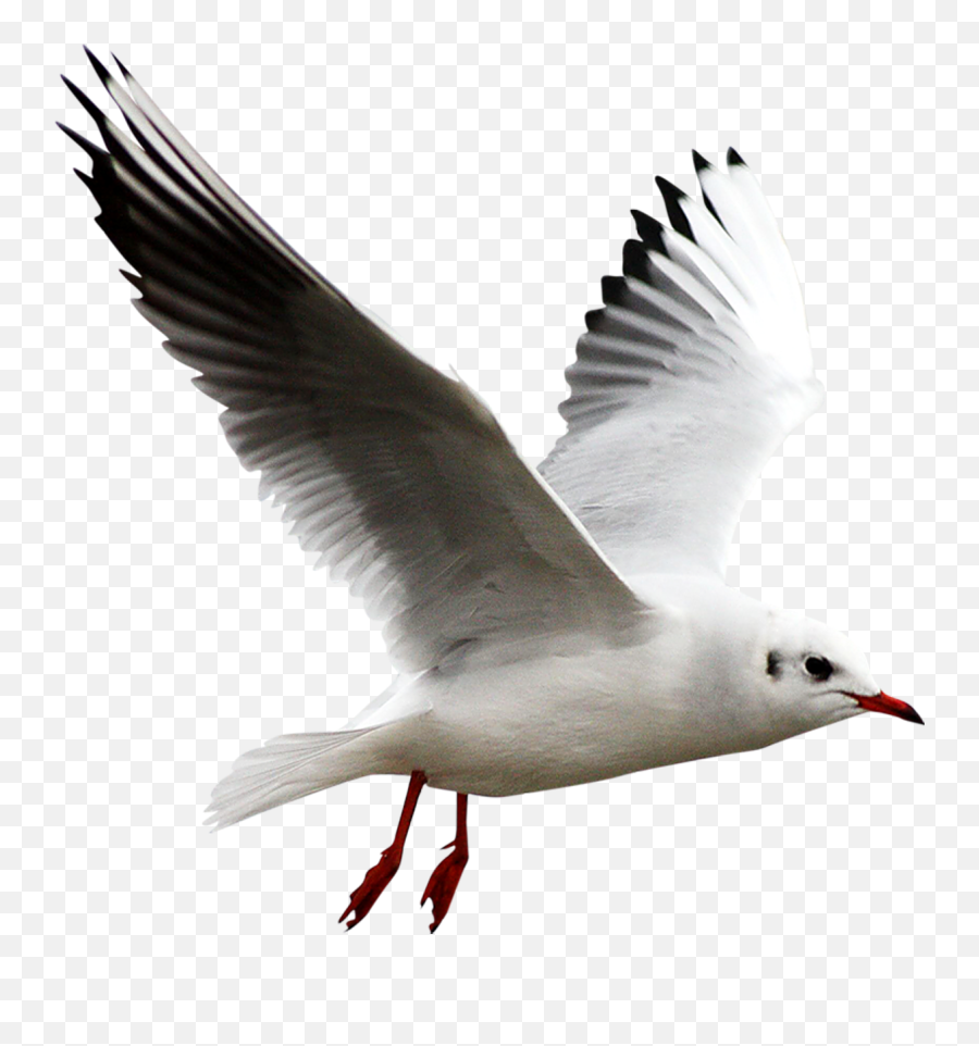 Png Images Seagull Snipstock - European Herring Gull Png,Seagull Png