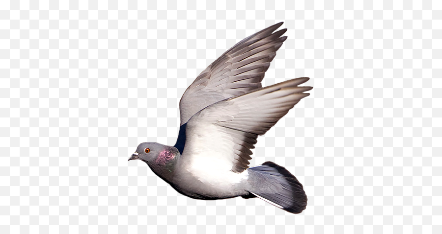 Flying Pigeon Gif Png Full Size Download Seekpng - Racing Pigeon In Flight,Pigeons Png