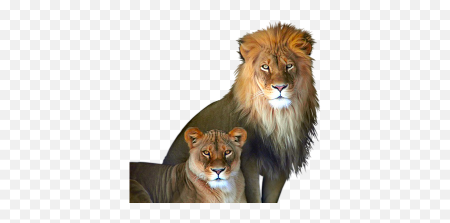 Download Hd Family - Lion And Lioness Png,Lioness Png