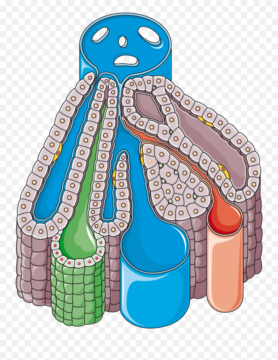 Liver Lobule - Lobule Liver Png,Liver Png