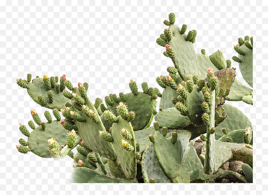 Prickly Pear Cactus Png U0026 Free Cactuspng - Prickly Pear Cactus Png,Pear Png