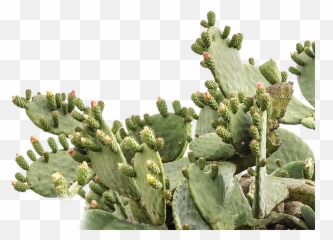 Prickly Pear Cactus Png U0026 Free Cactuspng - Prickly Pear Cactus Png,Pear Png