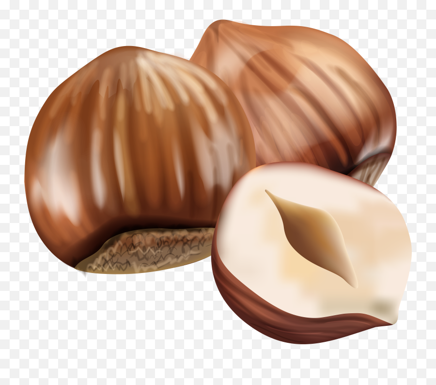 Transparent Hazelnut Png Image