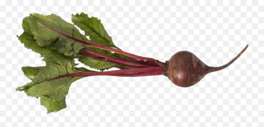 Download Hd Beet Png - Beets Transparent Background,Beet Png