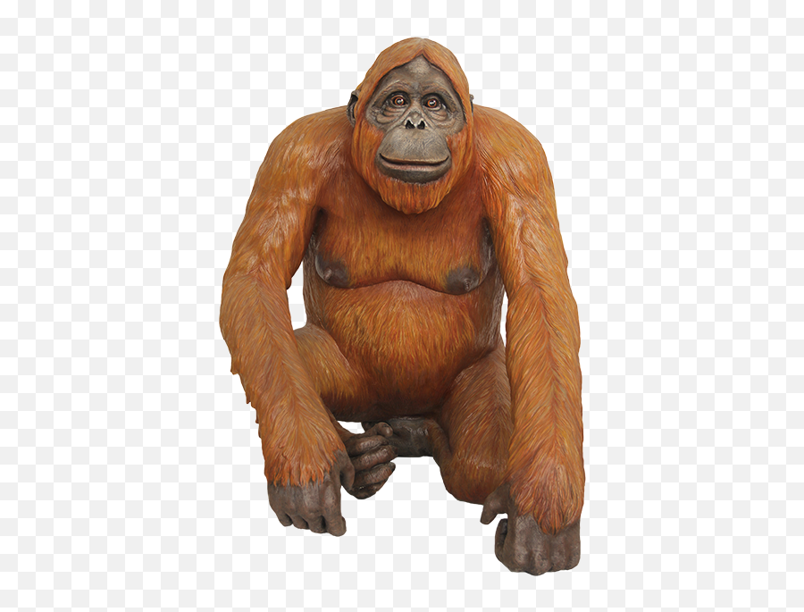 Orangutan Png Images Free Download - Orangutan Png,Orangutan Png