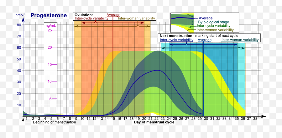 Progesterone During Menstrual Cycle - Progesterone During Menstrual Cycle Png,Next Png