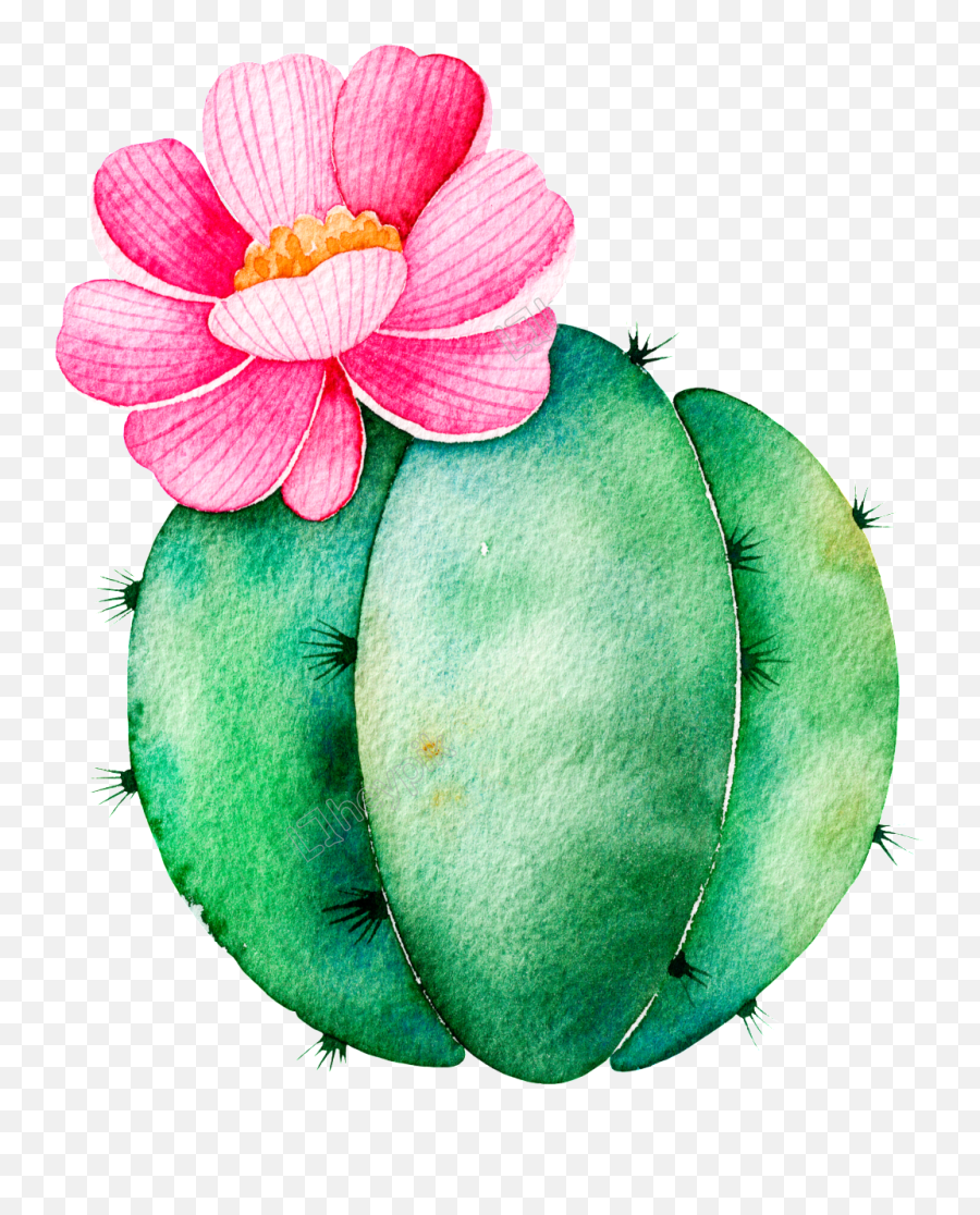 Download Spherical Cactus Cartoon Transparent - Succulent Clipart Succulents Transparent Background Png,Succulent Transparent Background