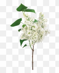 Lilac Png - Flores Ramas Png,Bougainvillea Png