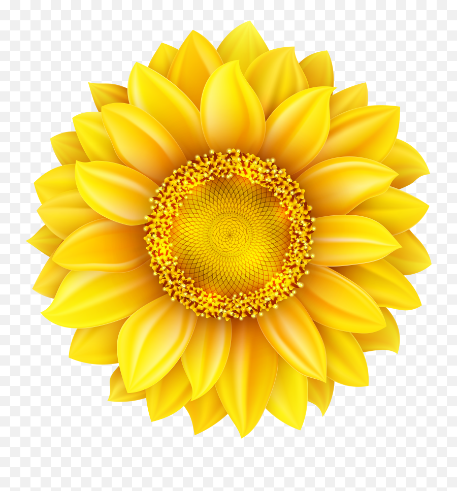 Download Transparent Background Sunflower Png Image With - Clipart Transparent Background Sunflower,Sunflower Transparent Background