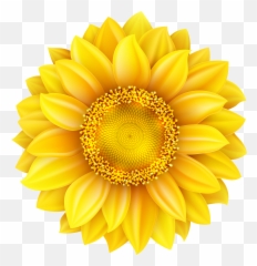 Download Transparent Background Sunflower Png Image With - Clipart Transparent Background Sunflower,Sunflower Transparent Background