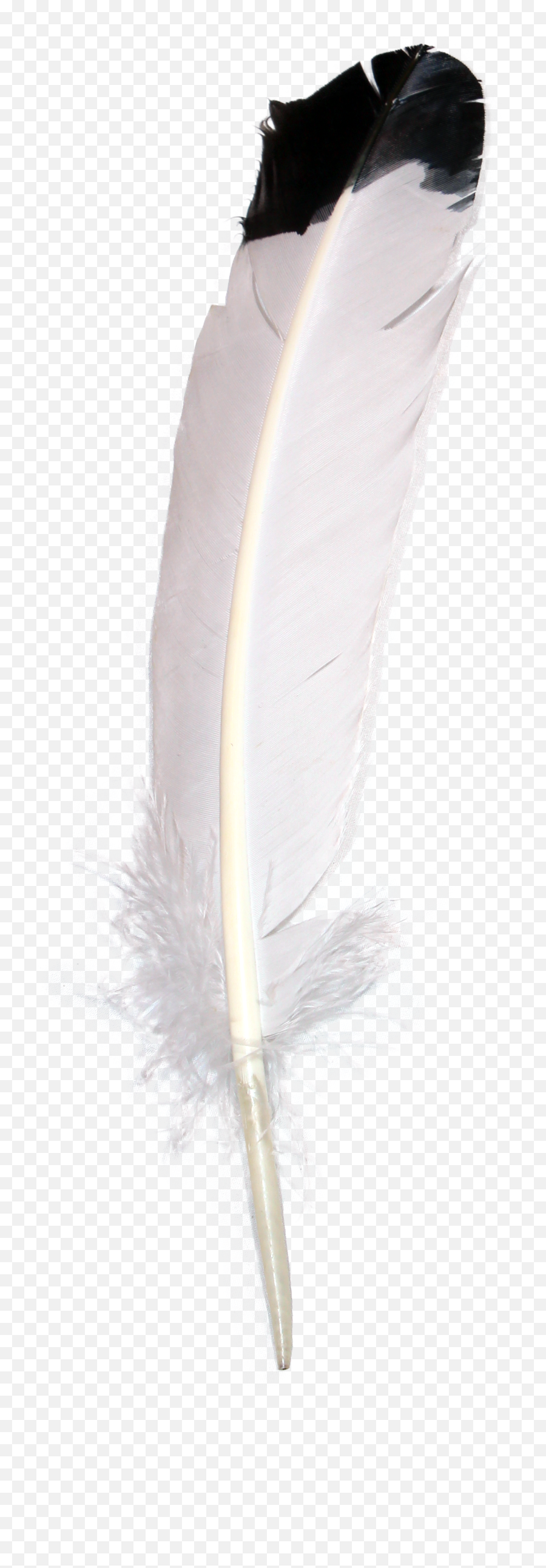 Mighty Feathers Mini - Experiment Pak Crosswired Science Feather Png,Feathers Transparent