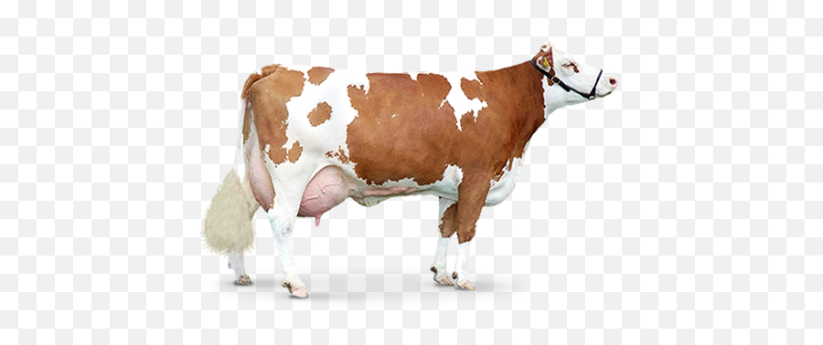Download Free Png Cow Image - Cow Png Hd File,Cows Png