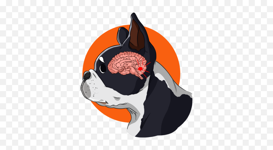Brain Tumors In Dogs Innovet Pet U2014 Products I - Dog Brain Clipart Png,Cartoon Brain Png