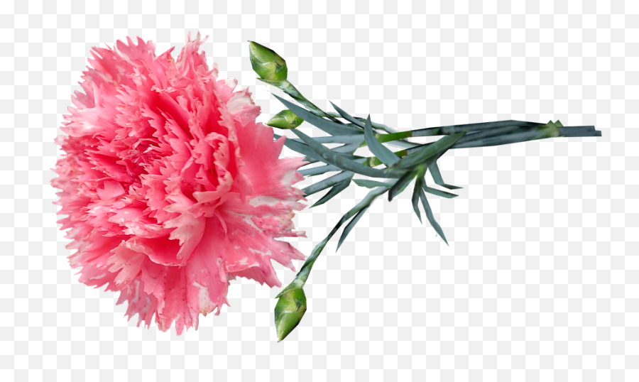 Flower Pink Carnation - Pink Carnation Png,Carnation Png