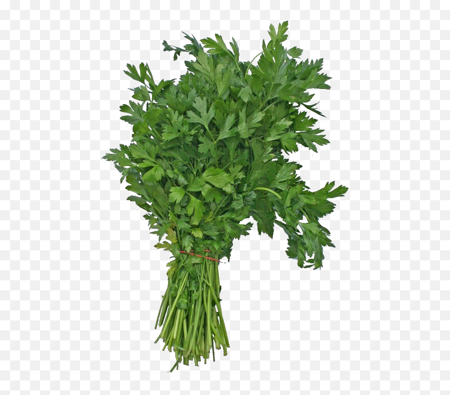 Flat Leaf Parsley Transparent Cartoon - Flat Leaf Parsley Png,Parsley Png