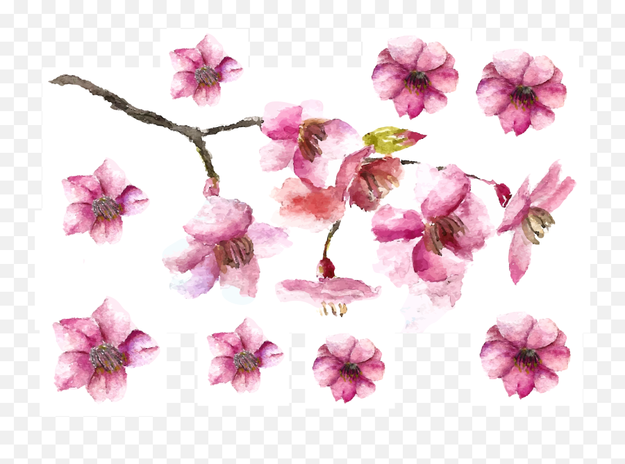 Cherry Blossom Petals Png Images Branch