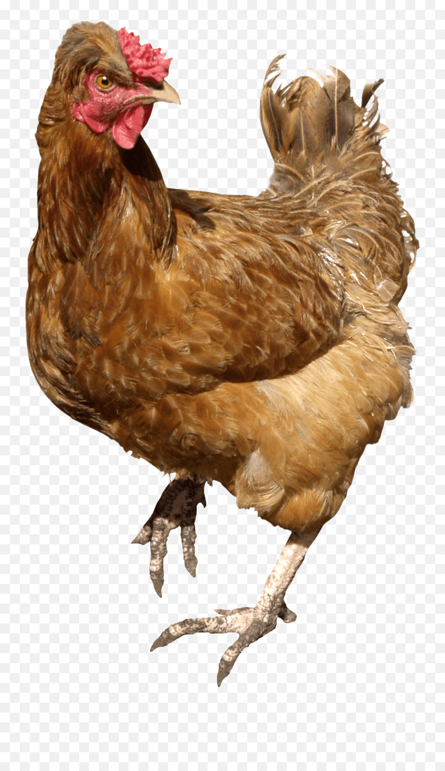 Chicken Brown Walking Transparent Png - Chickens Png,Chicken Png