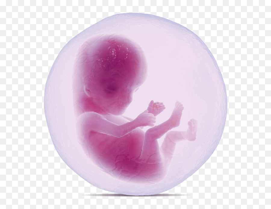 Develop The Uterine Lining Profertil Female - Fictional Character Png,Uterus Icon