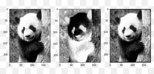 Convolution And Deconvolution Revisited U2013 From Data To Decisions - Giant Panda png