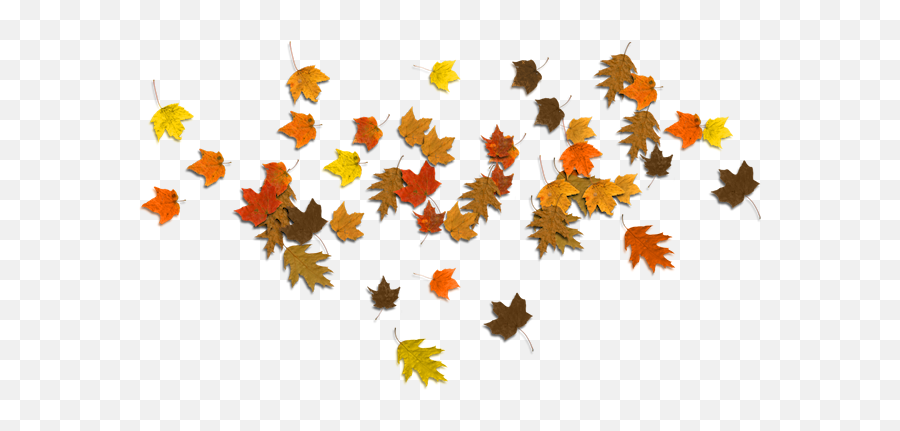Download Hd Falling Autumn Leaves Png - Clear Background Autumn Leaf Png,Autumn Leaves Png