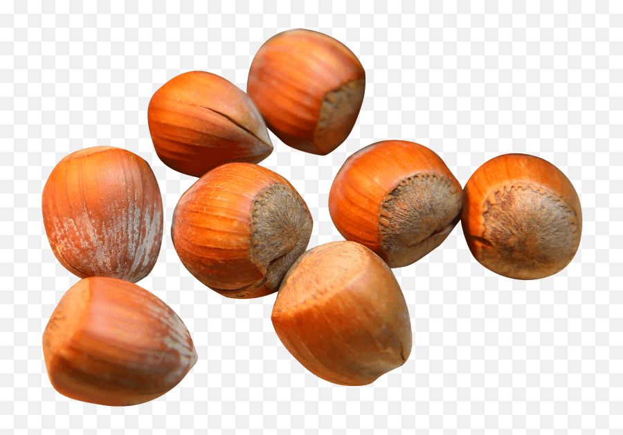 Hazelnut Png Image - Hazelnut Png,Hazelnut Png