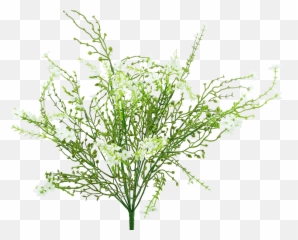 Babyu0027s Breath Filler Bush White - Grass Png,Baby's Breath Png
