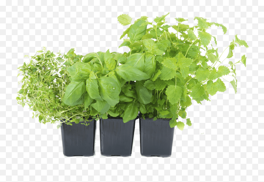 Basil Plant Png 3 Image - Herbs Png,Basil Png