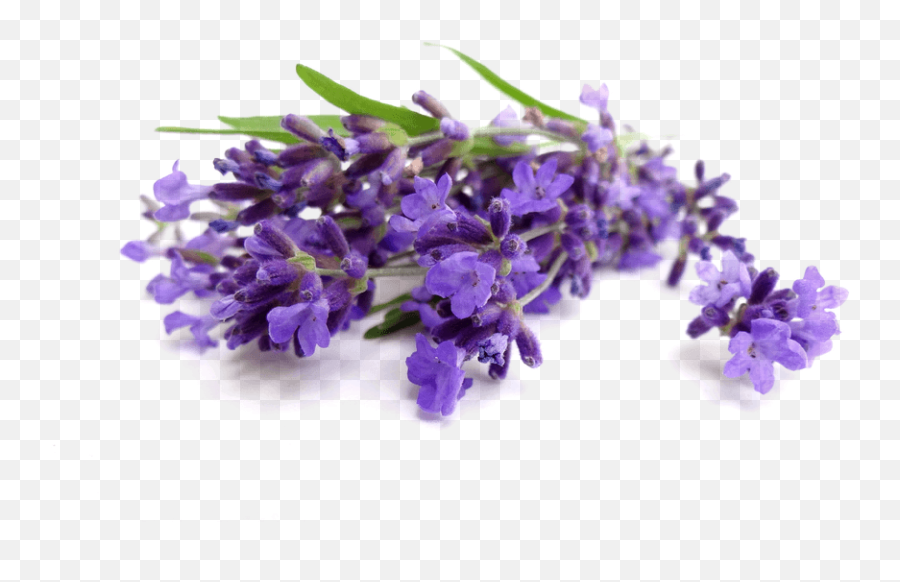 81 Lavender Png V - Fun Facts About Doterra Essential Oils,Lavender Png