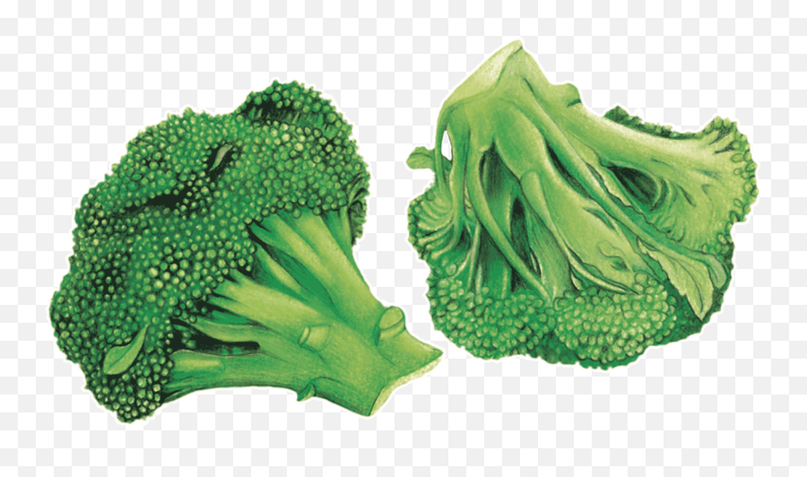 Transparent Hd Png Download - Broccoli,Brocoli Png