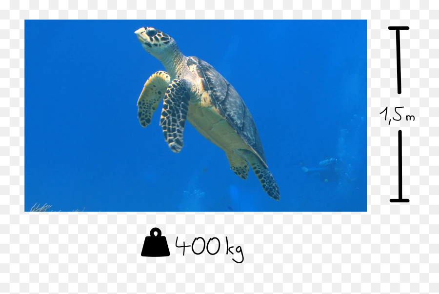 Sea Turtle Png - Hawksbill Sea Turtle,Turtle Png