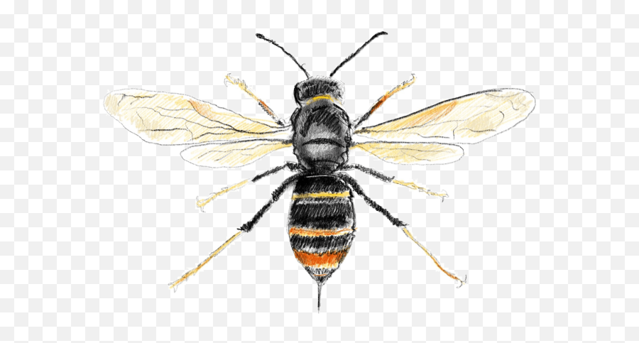 Asian Hornet Png Transparent Images - Kjempetreveps,Hornet Png