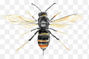Asian Hornet Png Transparent Images - Kjempetreveps,Hornet Png