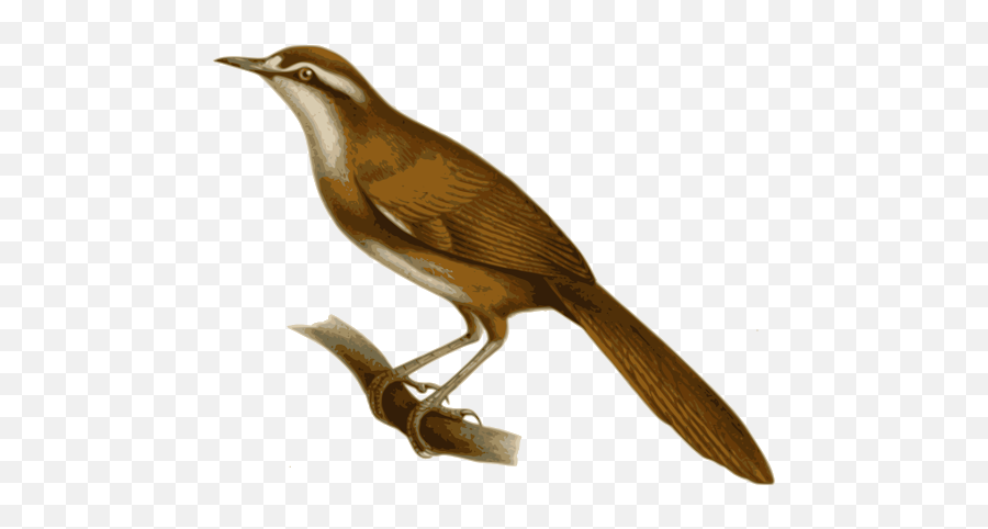 Birds - Nightingale Clipart Png,Birds Transparent