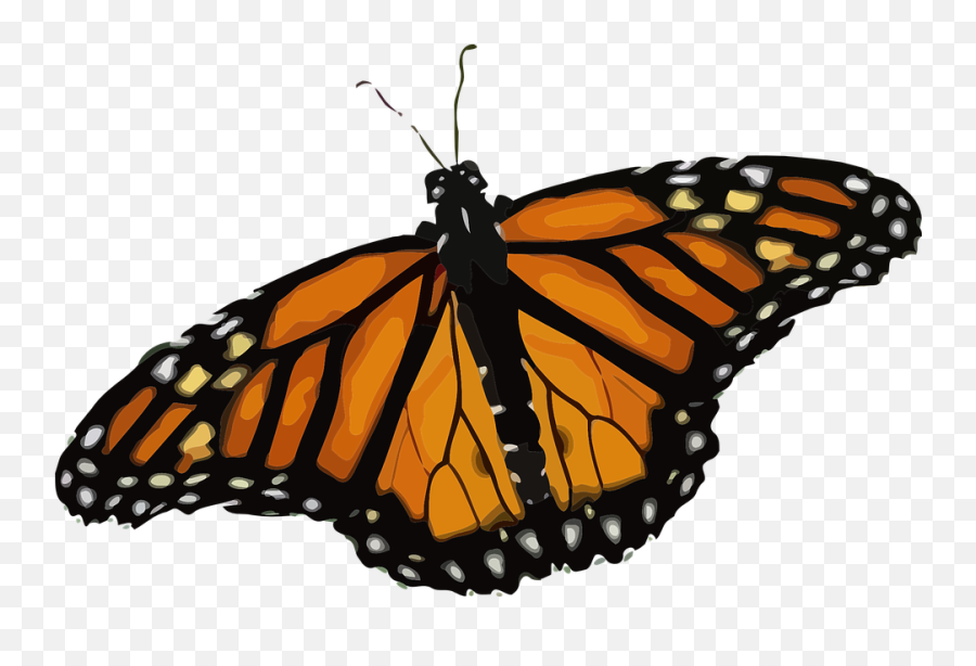 Free Photo Monarch Butterfly Danaus Plexippus - Monarch Butterfly Png,Watercolor Butterfly Png