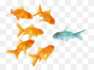 Download Peces - Leadership Development Camp Ldc Camp Qnet Png,School Of Fish Png
