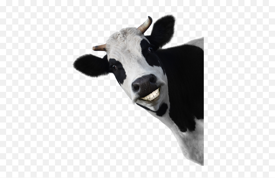 Cow Animal Clip Art Png Cows - Cow Transparent Background Jpg,Cows Png