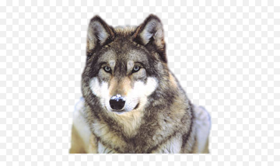Wolf Png Transparent Background Image For Free Download 33 - Grey Wolf,Wolf Transparent Background