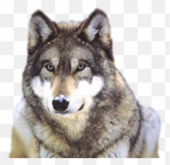 Wolf Png Transparent Background Image For Free Download 33 - Grey Wolf,Wolf Transparent Background