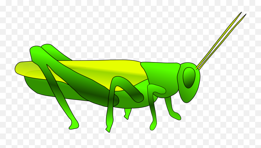 Best Grasshopper Clipart 9851 - Clipartioncom Grasshopper Clip Art Png,Grass Png