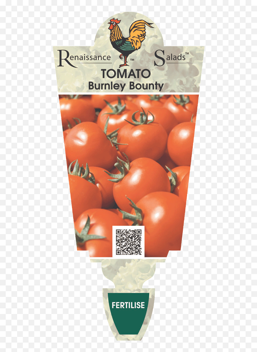 Tomato Burnley Bounty U2013 Renaissance Herbs - Endive Png,Tomato Plant Png