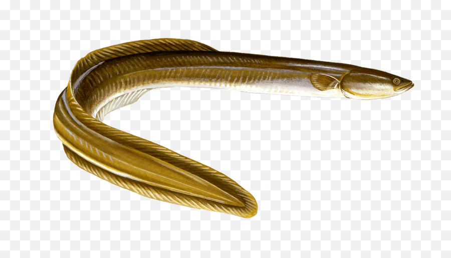 Png Download - Fresh Water Eel,Eel Png