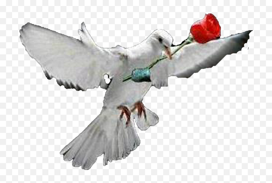 Download White Dove - White Dove With Rose Png,White Dove Png