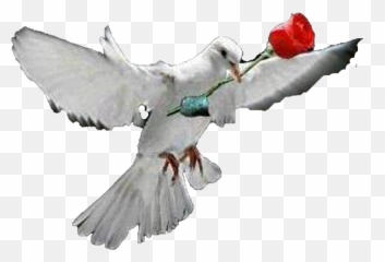 Download White Dove - With Rose Png